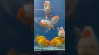 Lionchu Goldfish enjoying their snacks