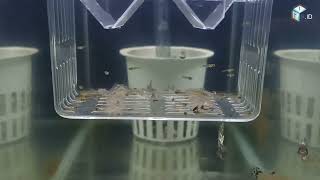 Anak Ikan Guppy Baru Lahir di Breeding Box