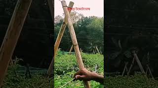 মাচায় টমেটো চাষ #কৃষি #agriculturalsystem #farmingmethod #agriculture #viralshorts