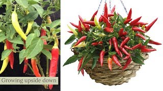 growing upside down banna peppers technology