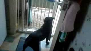 staffordshire bull terrier just wants to play