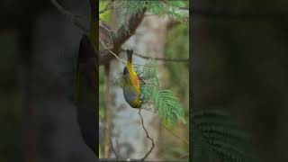 birds video #ytshorts #viral #trendingshorts