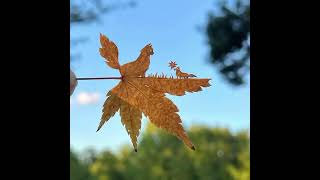 Резной листочек в творчестве людей.🍁🍂