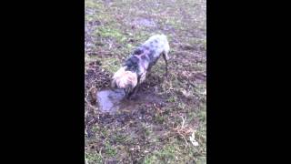 Baxter getting muddy at the dog park