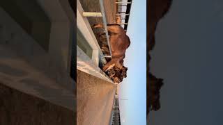 It is dinner time here. Happy and beautiful camels