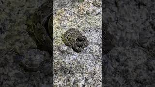 Cute baby snakes//sabse dangerous snakes//saw scaled viper rescue in India//saamp video//sagarsahu0