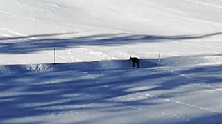 Camosci a Cogne