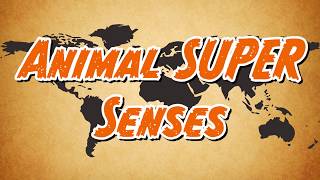 Animal Super Senses