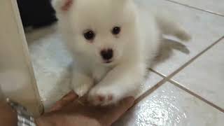 Pomsky Puppies Playing