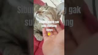 Sibuncit #hewanpeliharaanku #kucing #meong #cat #fypシ゚viral #viralvideo #shorts #ytshorts #foryou