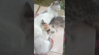 kucing lucu|3 bersodara😍😍