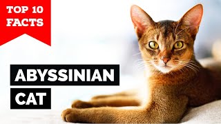 Abyssinian Cat - TOP 10 FACTS