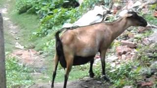 nice goats on the village road