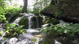 Sound of Meditation - Winged Friends of Harps #relax #relaxing #soundofnature #stressrelief