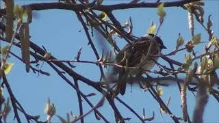 NIGHTINGALE SINGING