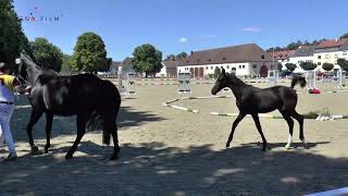 #LandgestütZweibrücken Stutbucheintrag-Fohlenschau-Warmblüter 6.8.22