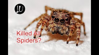 Imagine If We Killed All Spiders | Imagine Up