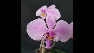 British Orchid Council