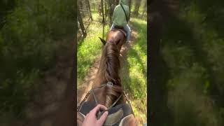 Trail ride #horses