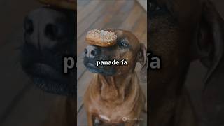 Nariz húmeda en perros, porque lo perros tienen la nariz húmeda y fria, nariz mojada en perros