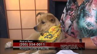 Cute Puppy! ( Humane Society of West Alabama )