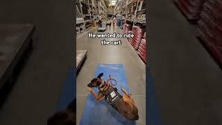 He's loves lowes #dogs #dogtraining #malinois