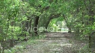 Louisiana path in woods