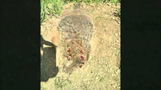 Groundhog hunting Ohio 2013 #1