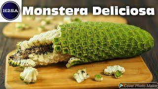 Monstera Deliciosa H2SA Code : F012-E