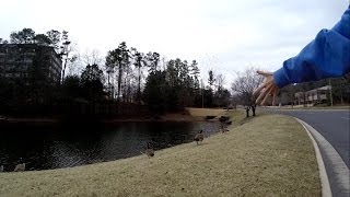 Lauren trying to feed the geese