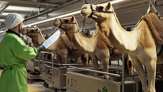 Modern Camel Meat Processing Factory 🐪🐪 Captain Discovery