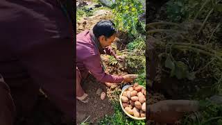 Fresh Potatoes From Our Kitchen Garden #potatoes #kitchengardening