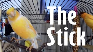 The Stick | GitUp Git2 Action Cam