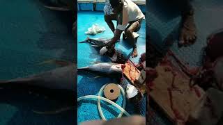 fish cutting Amazing sea fish fishing