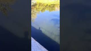 Brown Trout Blows Up On Rooster Tail #shorts #subscribe #river #fish #browntrout #spinnerfishing