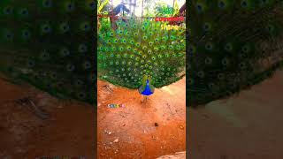 ময়ূর নাচে পেখম ধরে || Peacock  #peacock #ময়ূর #nationalbird