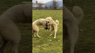 Kangal kardeşlerin oyun zamanı. Koyunlar kangallara emanet.