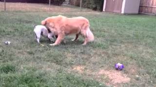 French bulldog attacks golden retriever