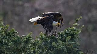 BALD EAGLE TREE HOPPING