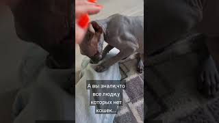 НЕКОТЯИ 😁 #cat #sphynx #sphinx #кошки #pets #2023 #sphinxcat #сфинкс #Тахираушкизавертушки