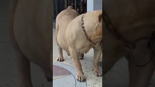 massive Boerboel mum #dogshorts #dogs #boerboel #boerboeldog #boerboelbreeders