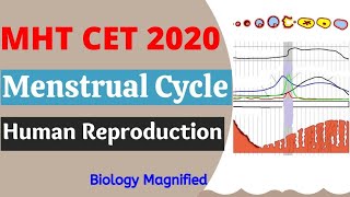 Menstrual cycle for MHTCET 2020 Biology detail explanation- Human Reproduction