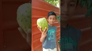 Soursop Fruit in My Homeland | Awesome Soursop Plant and Fruit | Forest Custard Apple