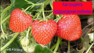 Как продлить плодоношение клубники. Сад и огород выпуск 176