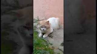 kucing lucu lagi santai @MahirChanel17