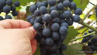 Сезон ВИНОДЕЛИЯ🍇 в Молдавии начинается с  Винограда 🍇 сорта ,,МАКОВЕЙ".