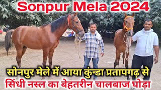 सिंधी नस्ल का चालबाज घोड़ा आया कुंडा प्रतापगढ़ से सोनपुर मेला |Sonpur Mela 2024 |Sonpur Horse Mela