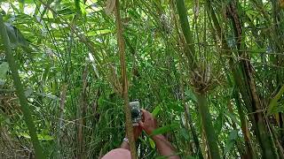 baby tarsier hiding in the bambo she shy tarsier sanctuary bohol