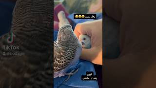 طيور حب اليفة❤️ #shorts #budgies#بادجي