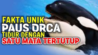 5 fakta unik paus pembunuh || paus orca || ikan predator || ikan monster laut || tunggu pancing